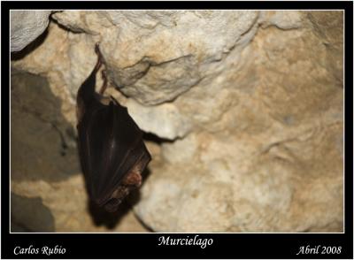 20080413210859-murcielago-negro.jpg