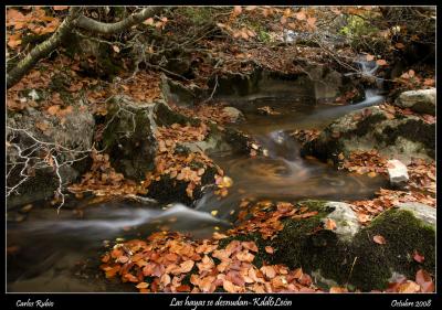 20081021140204-kdd6leon-4.jpg