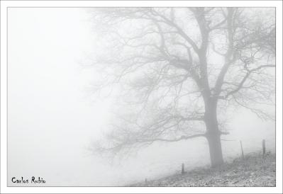 20090111233730-nievebn.jpg