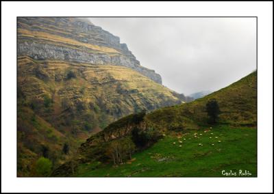 20090429173553-ovejasason.jpg