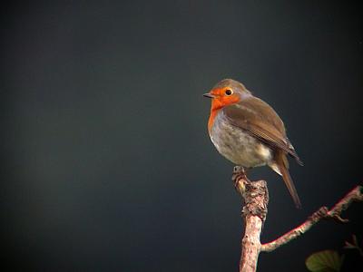 20091105005822-petirrojo.jpg