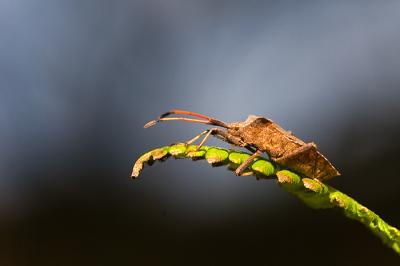 20091114230545-chinche.jpg